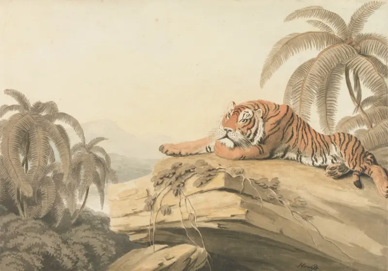 A Tiger Resting, Samuel Howitt