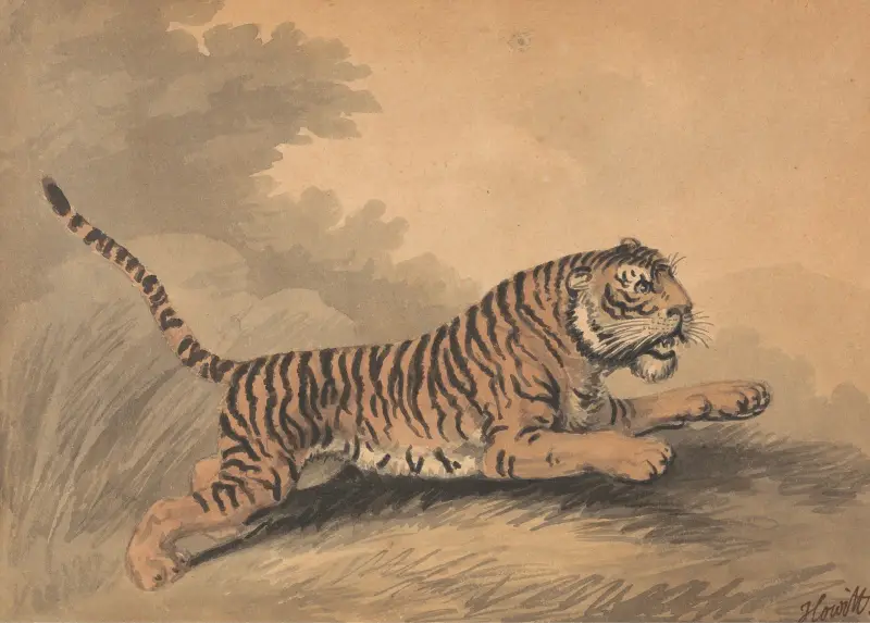 En tiger som hoppar åt höger av Samuel Howitt