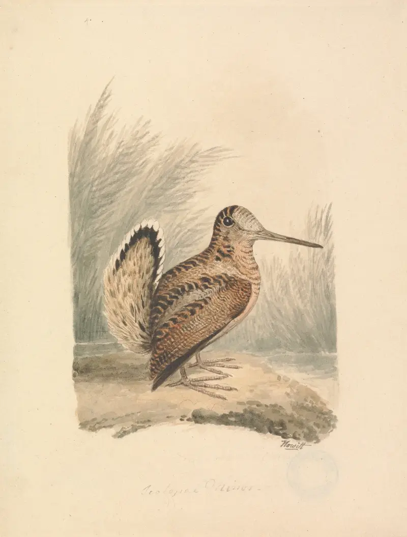 En morkulla av Samuel Howitt