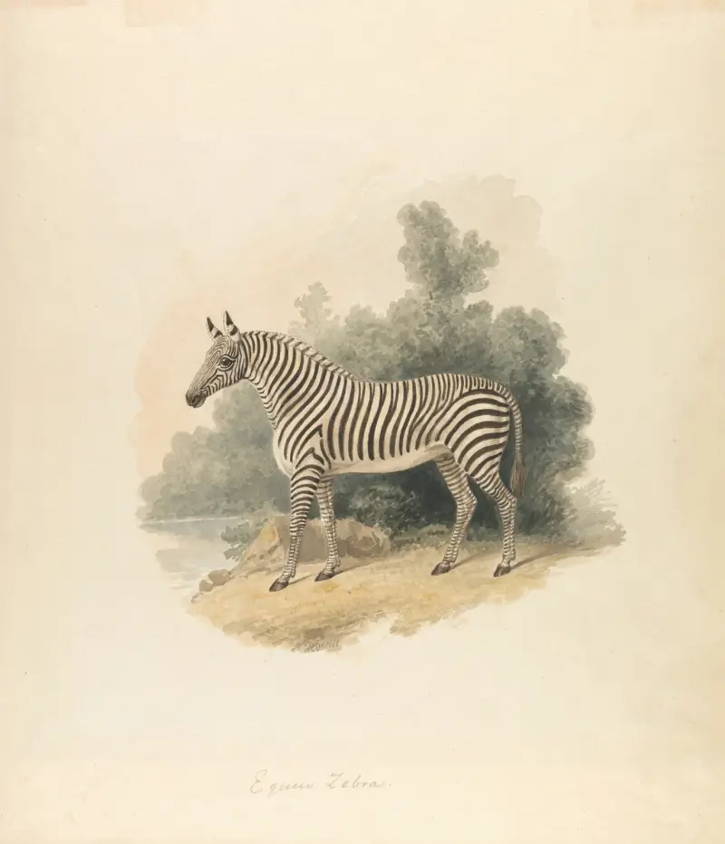 Zebra, Samuel Howitt