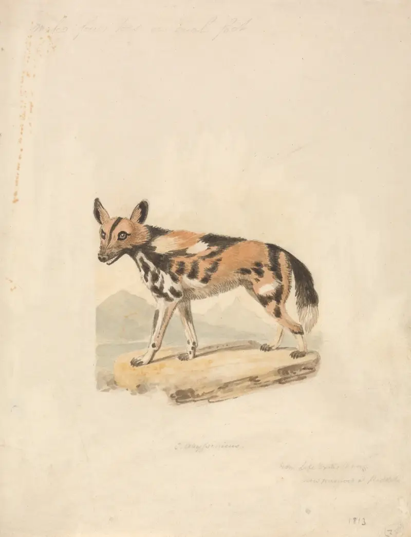 Abyssinian Dog av Samuel Howitt