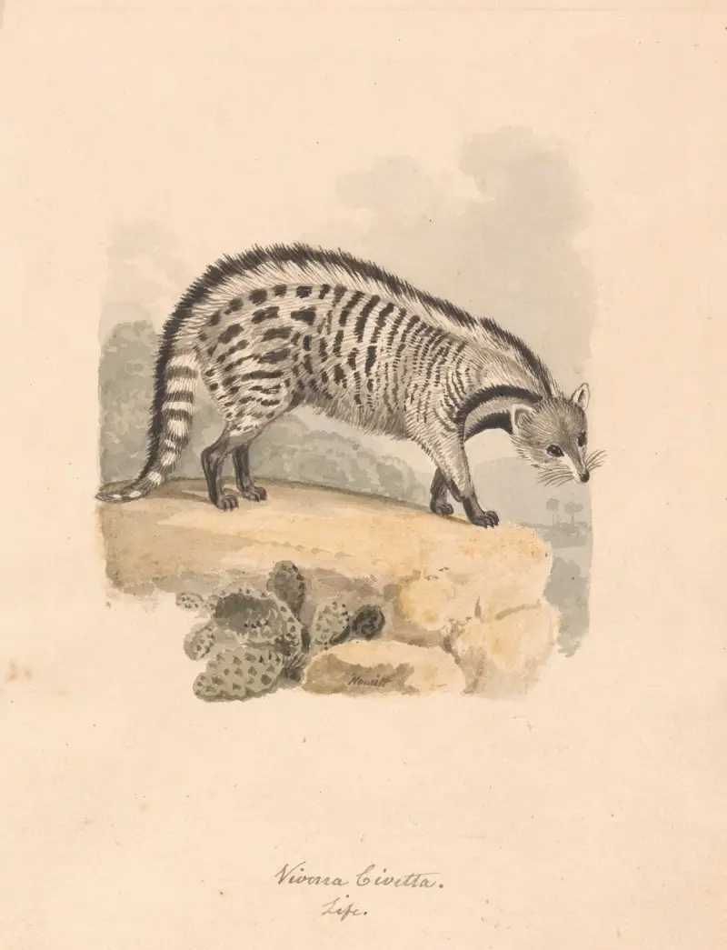 African Civet, Samuel Howitt