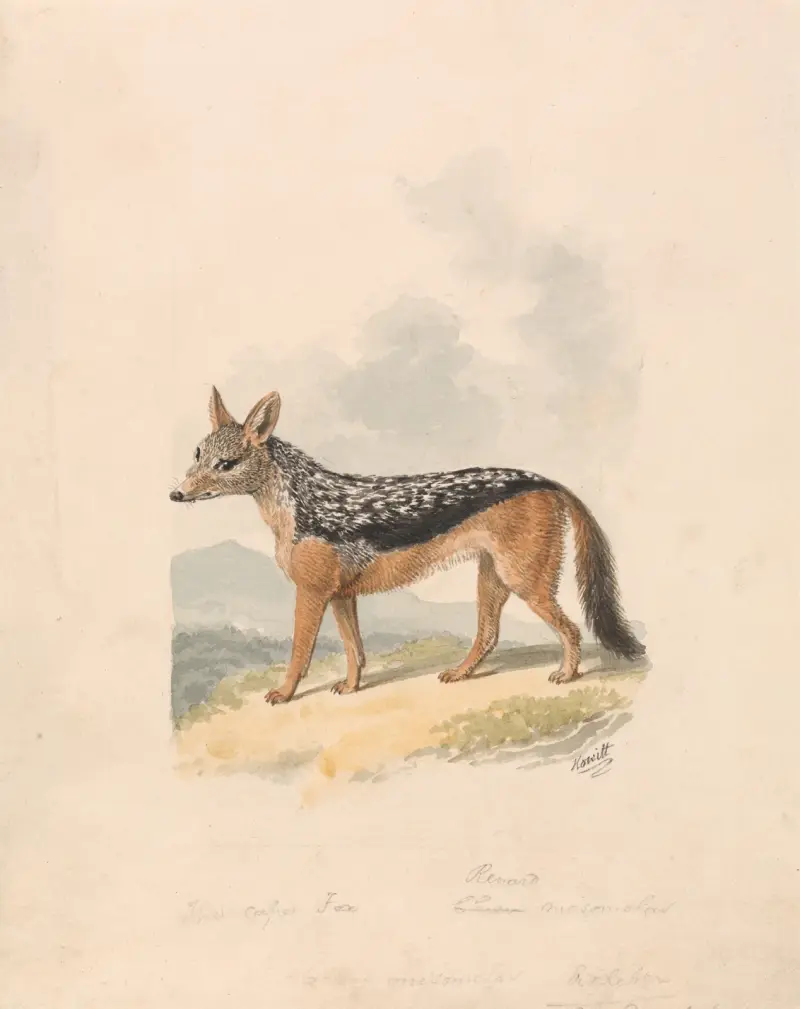 Šakal černohřbetý, Samuel Howitt
