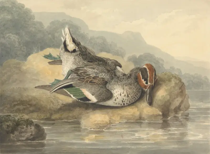 Dead Teal, Samuel Howitt