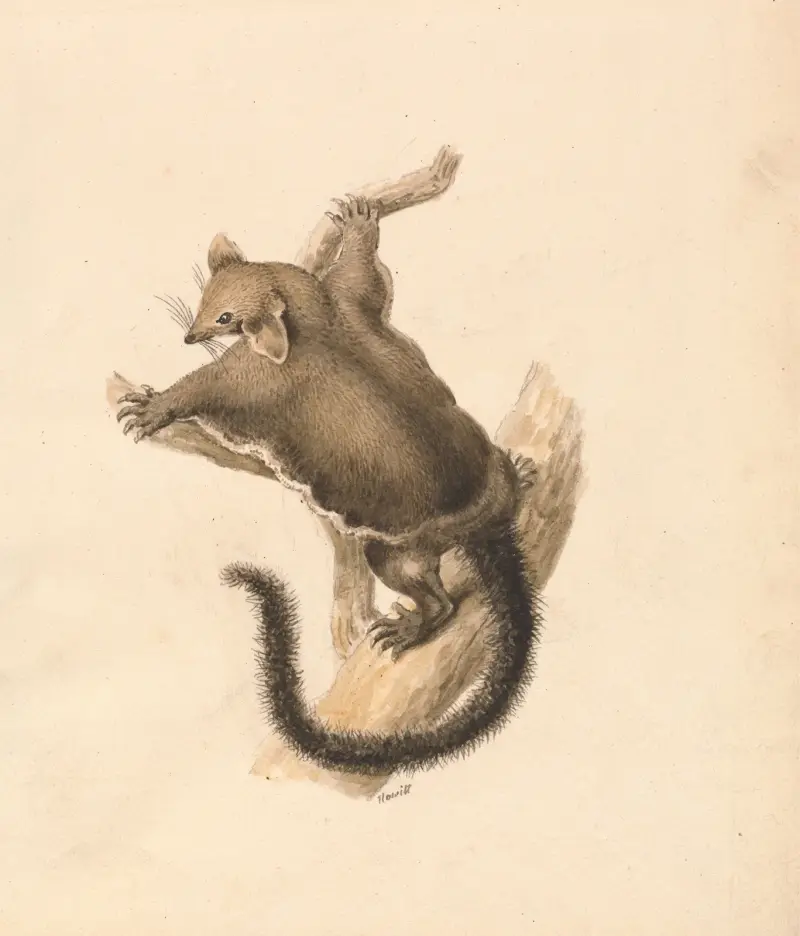 Poletucha, Samuel Howitt