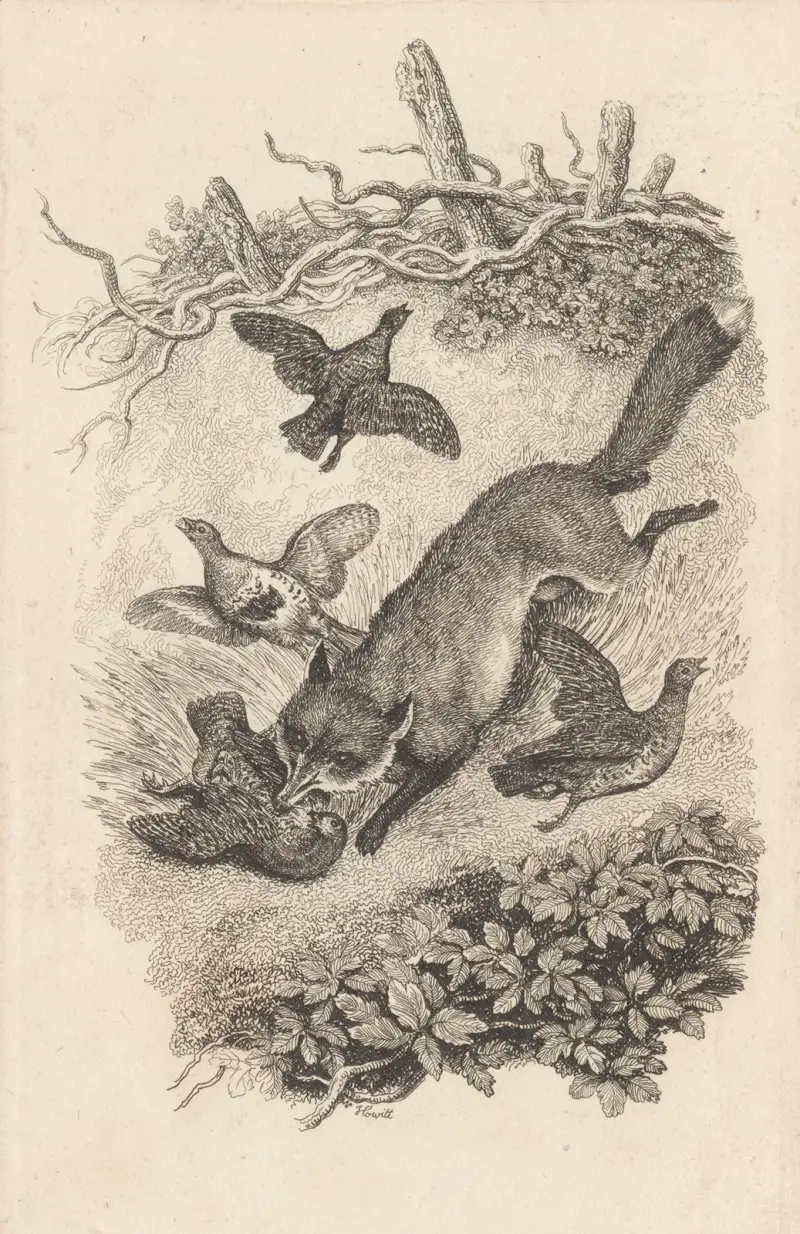 Fox and Partridges, Samuel Howitt