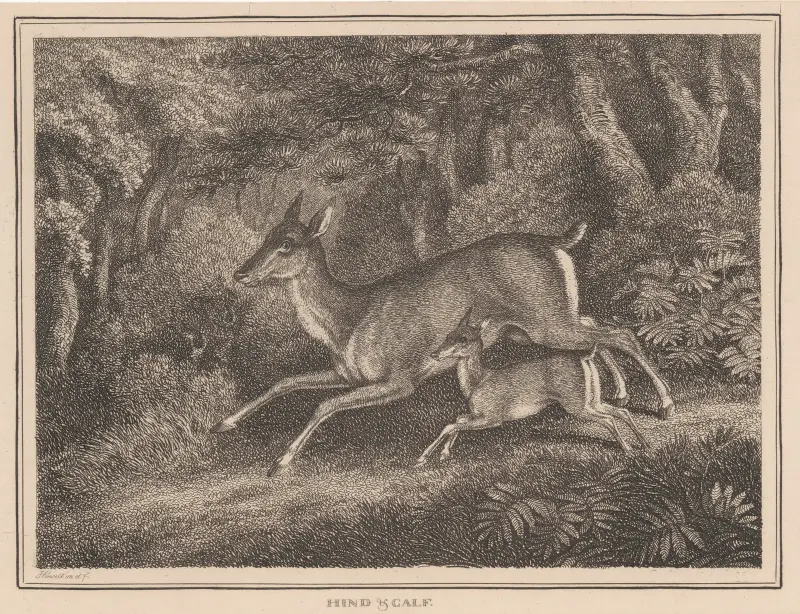 Hind and Calf, Samuel Howitt