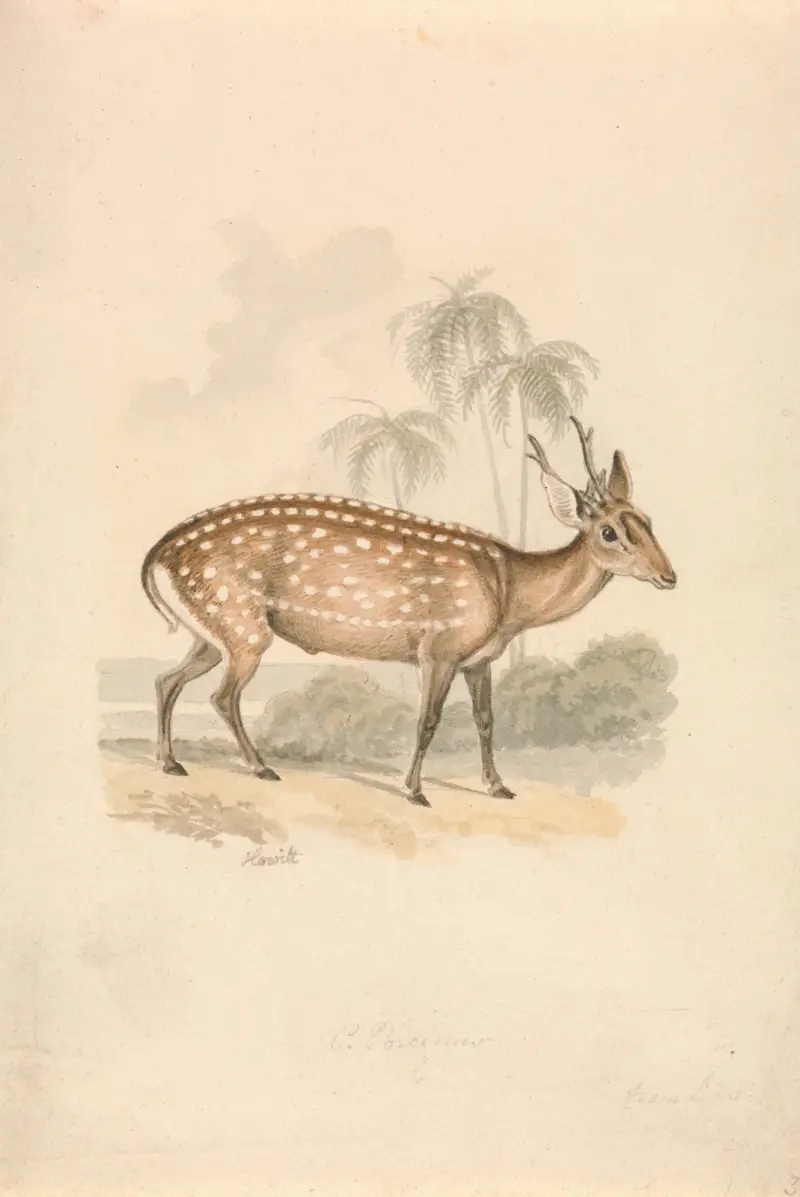 Hog Deer av Samuel Howitt