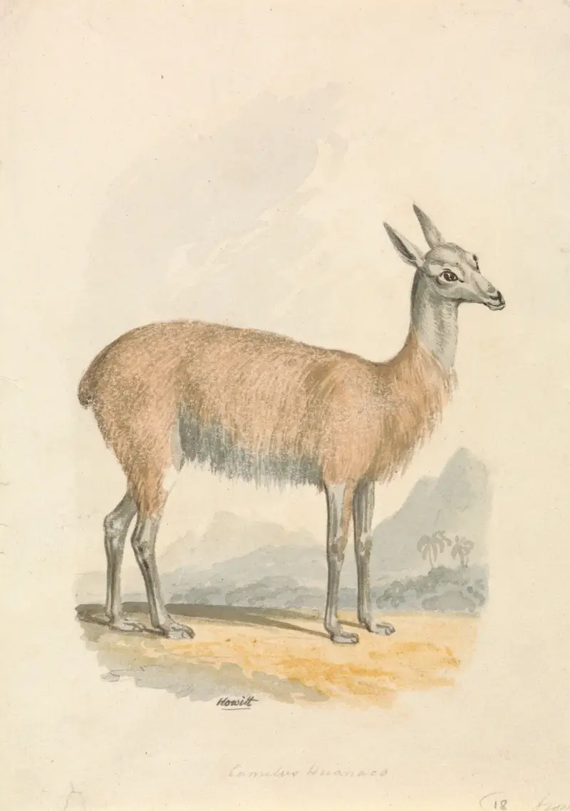 Llama von Samuel Howitt
