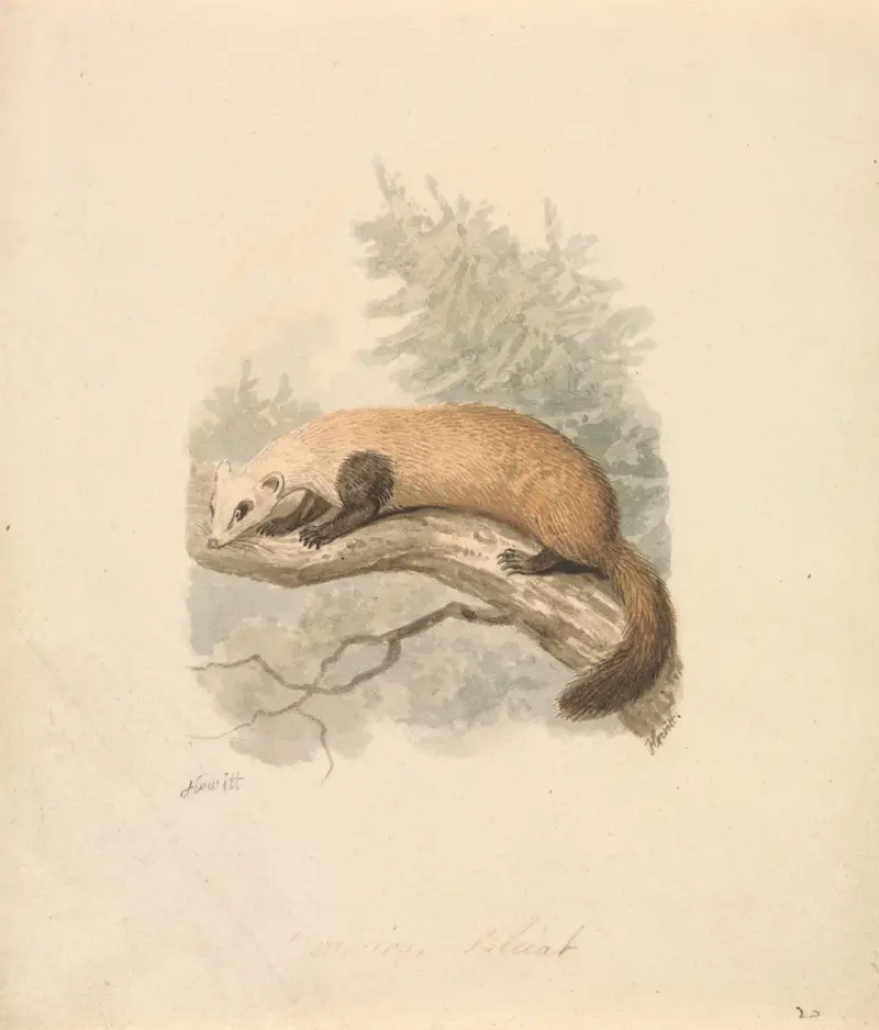 Tchoř, Samuel Howitt