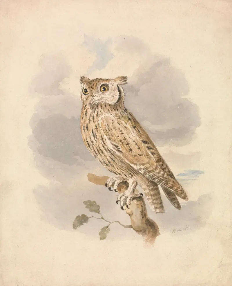 Uggla rodu Scops, Samuel Howitt