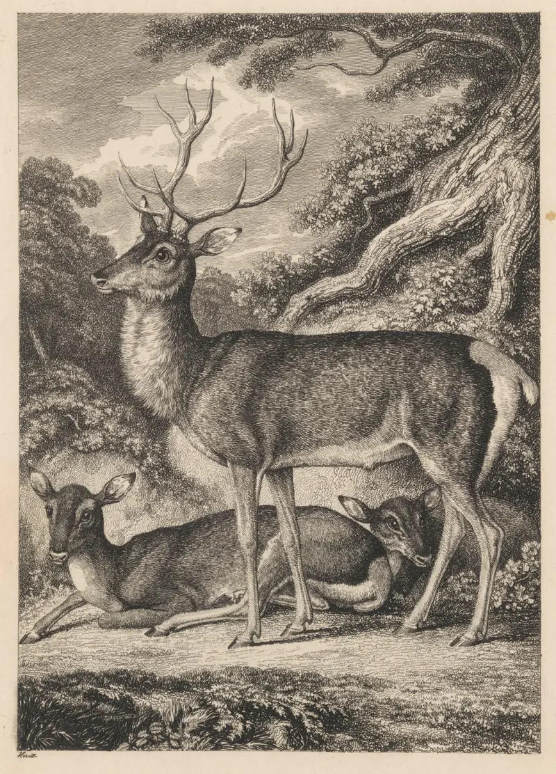 Stag, Samuel Howitt