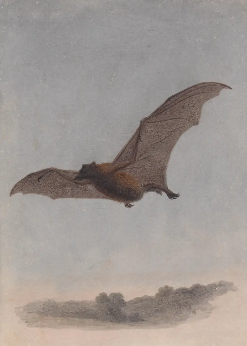 Studie av en vampyrfladdermus av Samuel Howitt