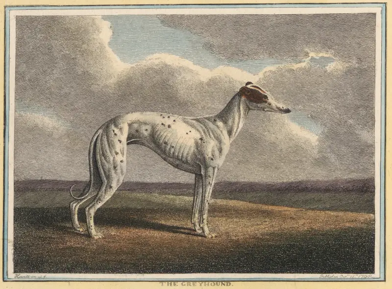 The Greyhound, Samuel Howitt