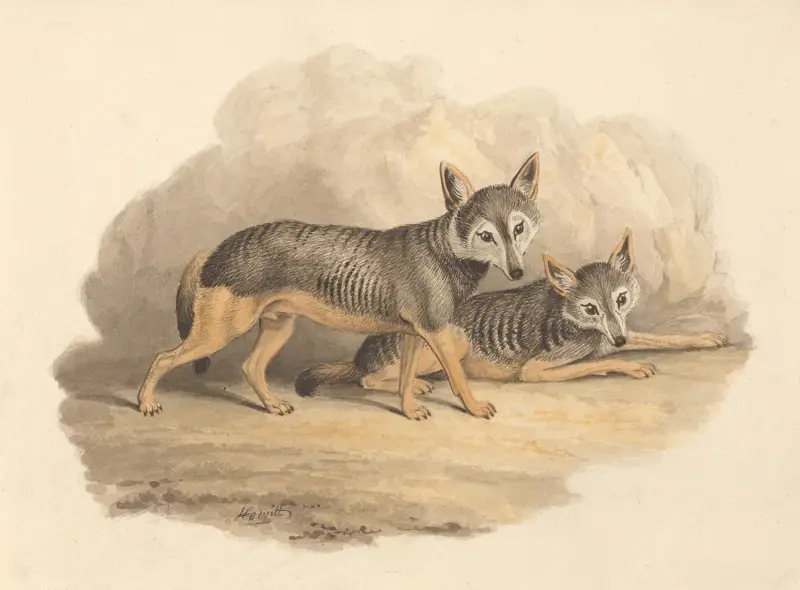 Two Hyenas, Samuel Howitt