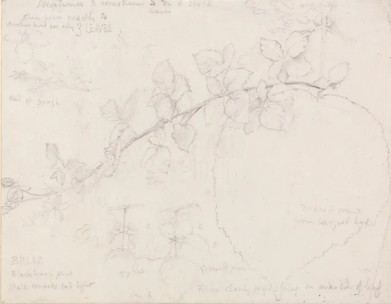 Jeżyny, Samuel Palmer