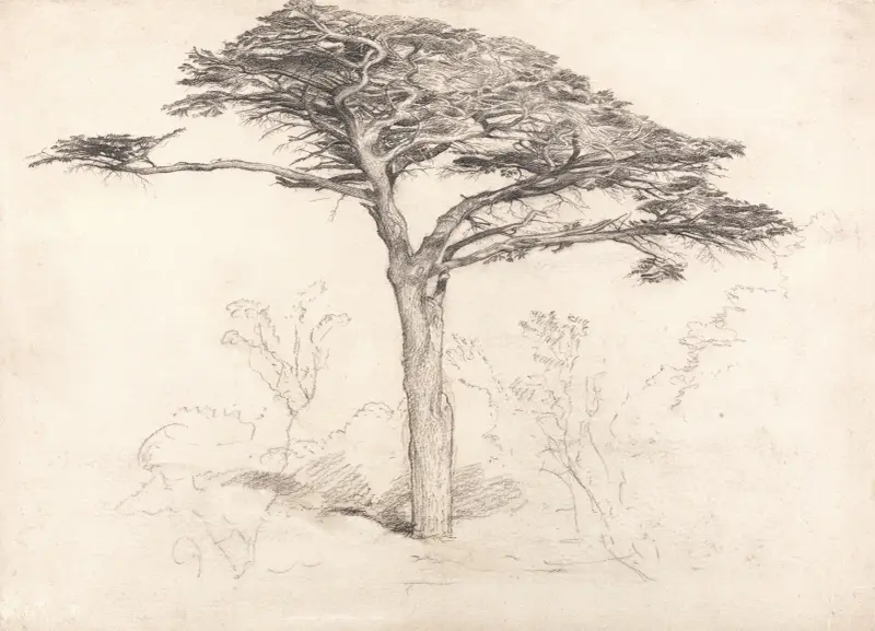 Gammal cederträd i Chelsea Physic Garden av Samuel Palmer