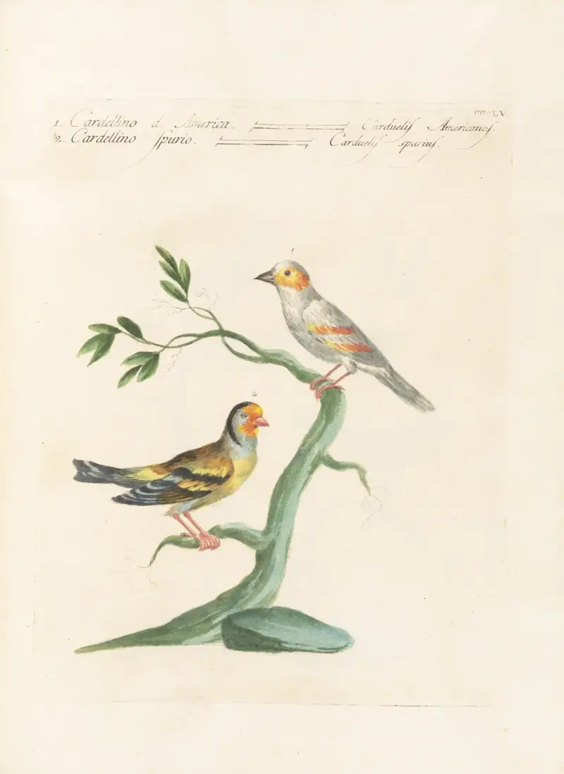 Ornithologia methodice digesta Pl.337 av Saverio Manetti