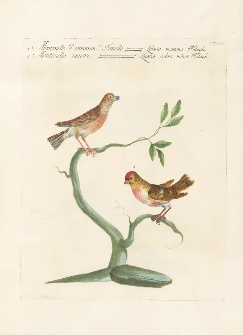 Ornithologia methodice digesta Pl.338 av Saverio Manetti