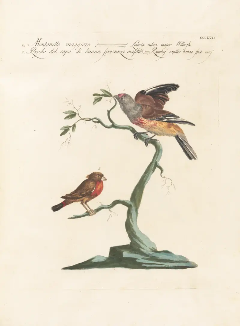 Ornithologia methodice digesta Pl.339 av Saverio Manetti