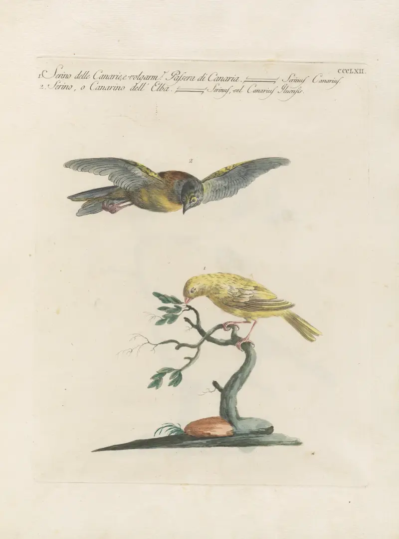 Ornithologia methodice digesta Pl.344 av Saverio Manetti