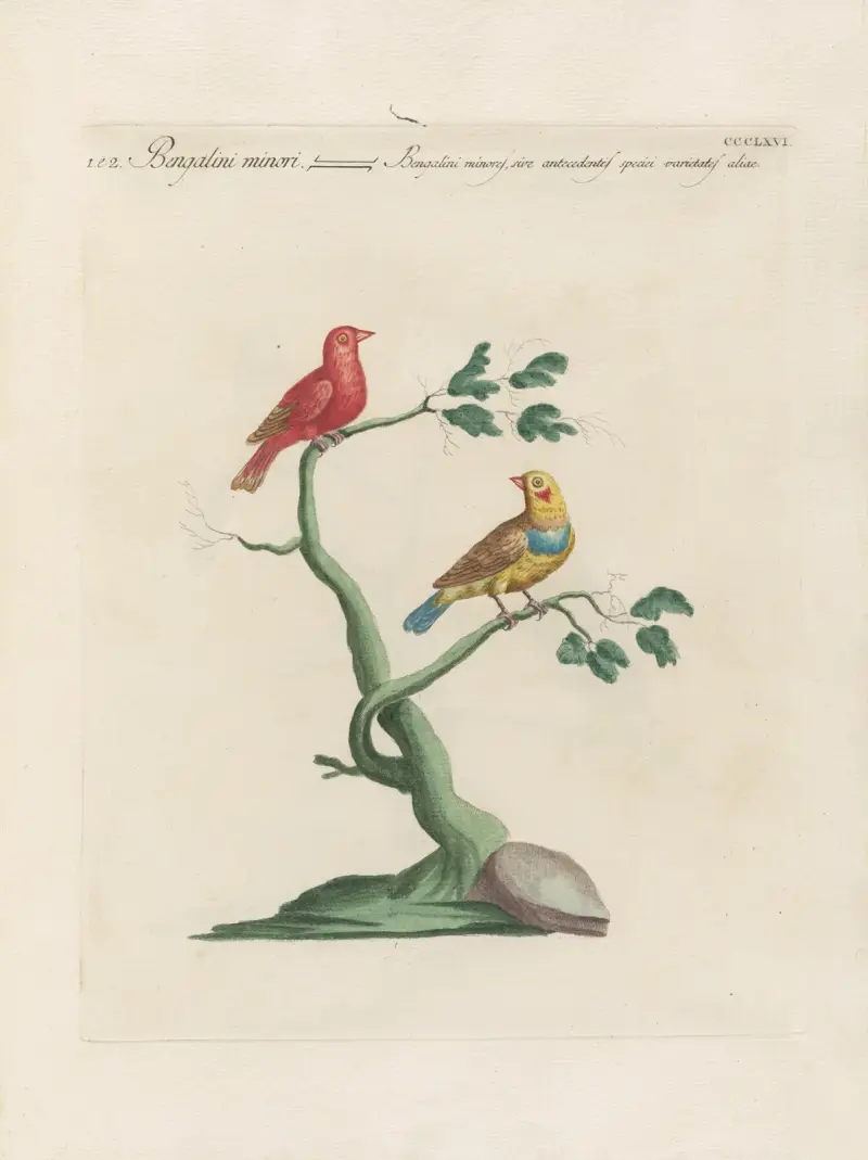 Ornithologia methodice digesta Pl.348 av Saverio Manetti