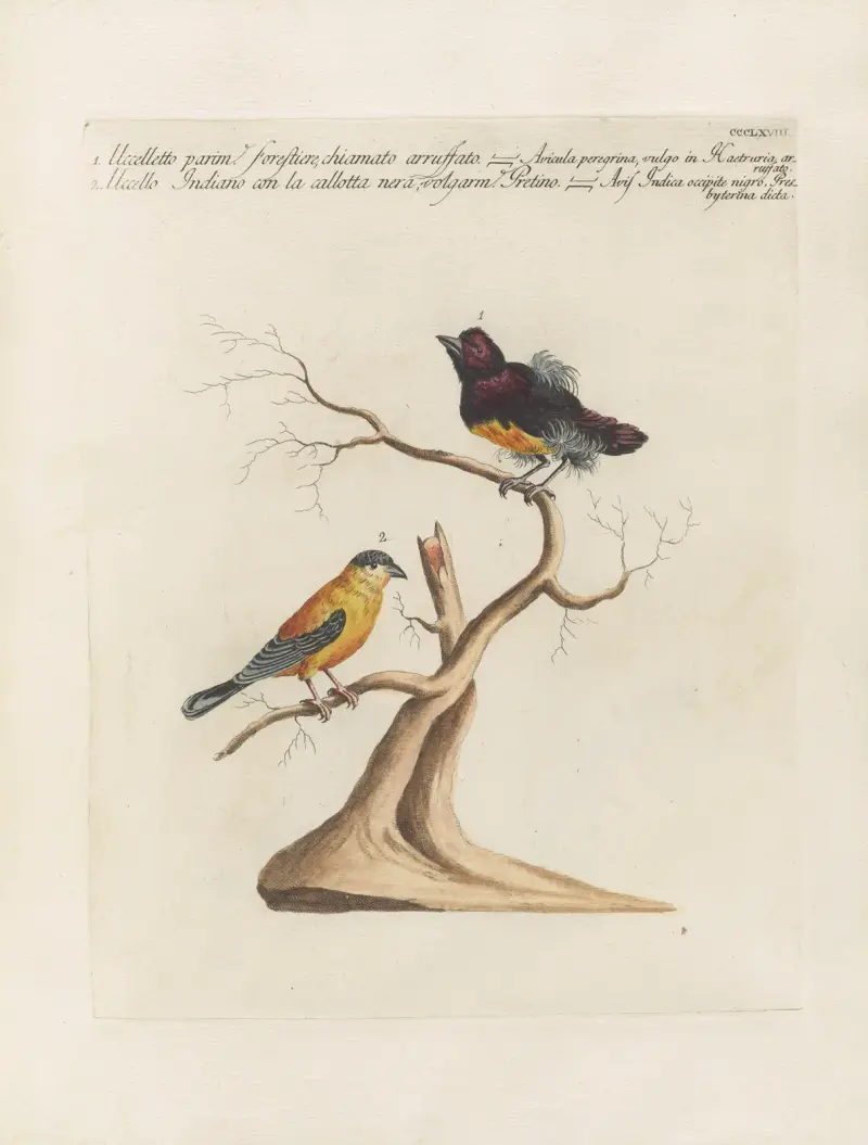 Ornithologia methodice digesta Pl.350 av Saverio Manetti