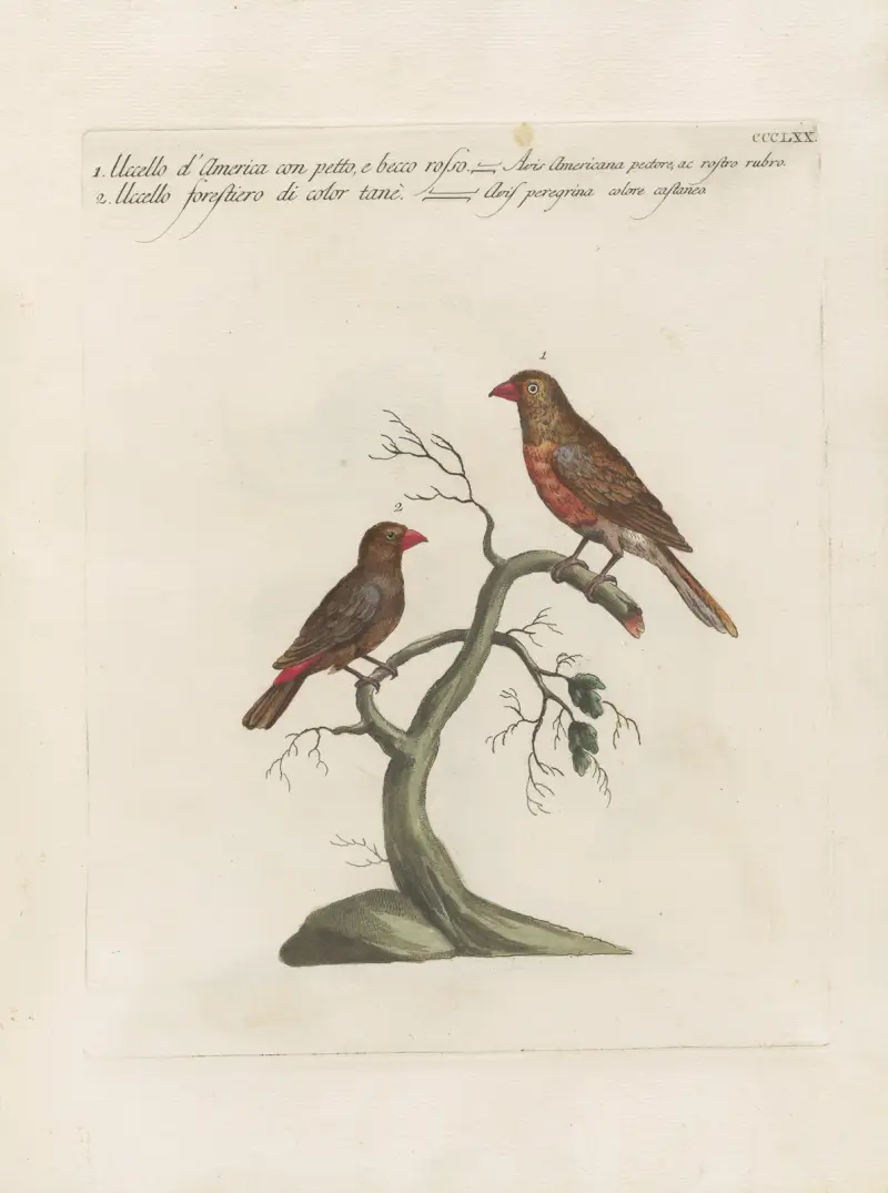 Ornithologia methodice digesta Pl.352 av Saverio Manetti