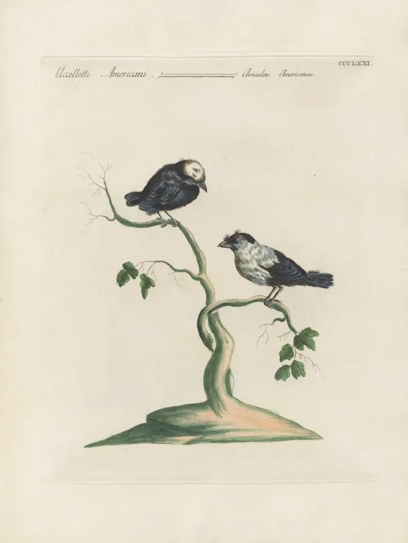 Ornithologia methodice digesta Pl.353 av Saverio Manetti