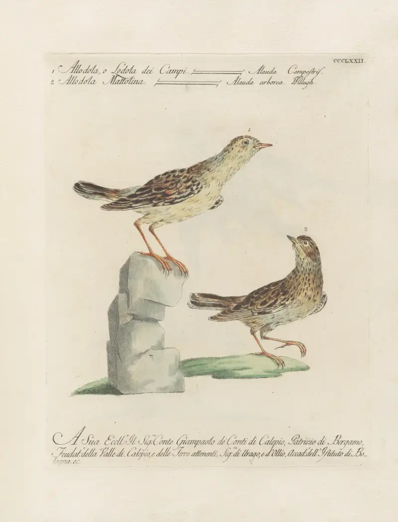 Ornithologia methodice digesta Pl.354 av Saverio Manetti