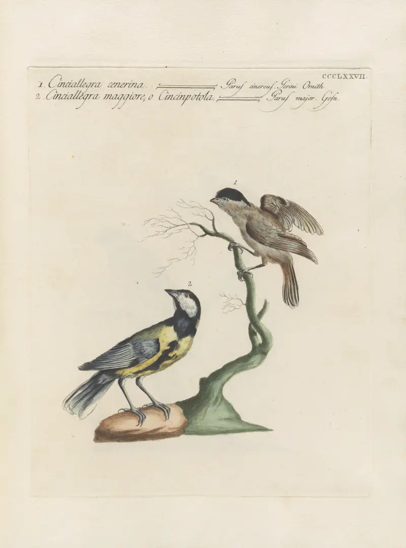 Ornithologia methodice digesta Pl.359 av Saverio Manetti