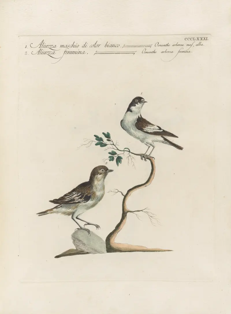 Ornithologia methodice digesta Pl.363 av Saverio Manetti