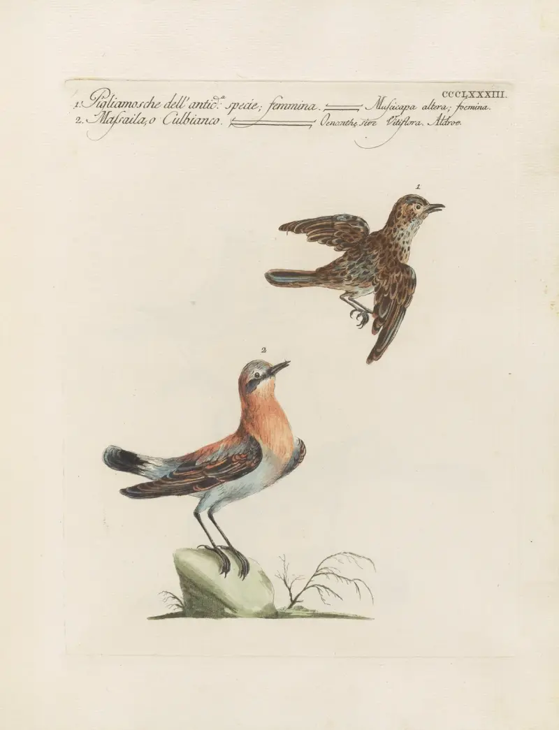 Ornithologia methodice digesta Pl.365 av Saverio Manetti