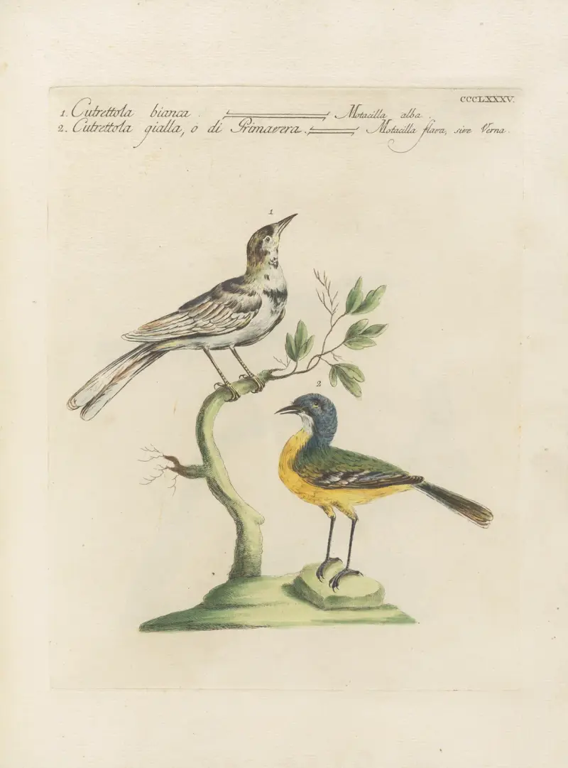 Ornithologia methodice digesta Pl.367 av Saverio Manetti