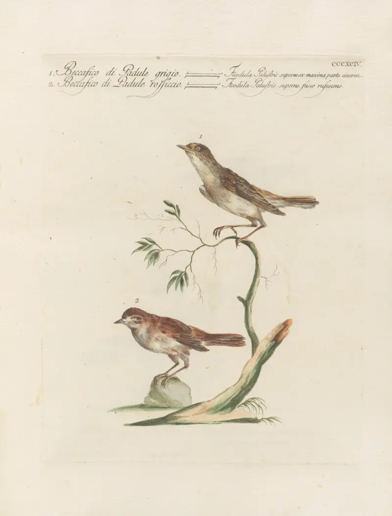 Ornithologia methodice digesta Pl.376 av Saverio Manetti