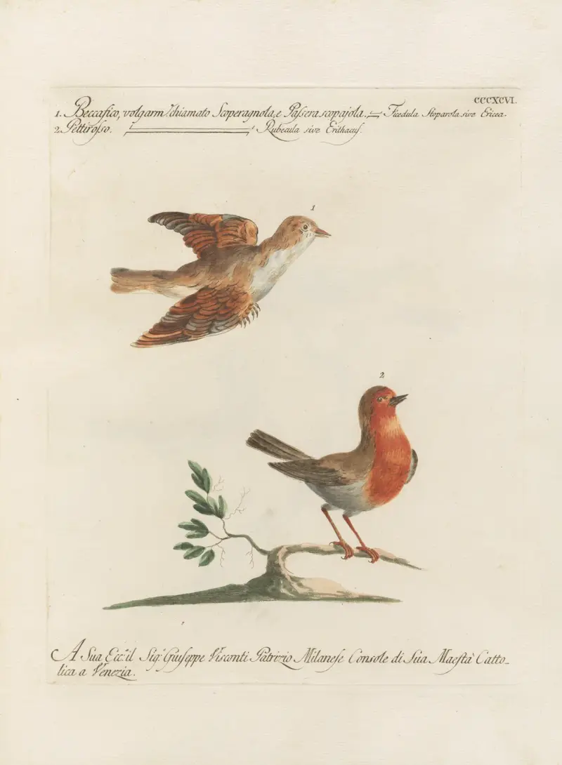 Ornithologia methodice digesta Pl.378 av Saverio Manetti