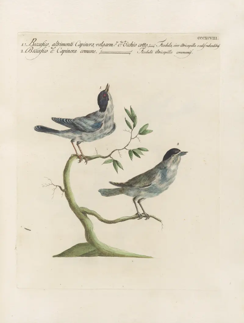 Ornithologia methodice digesta Pl.380 av Saverio Manetti