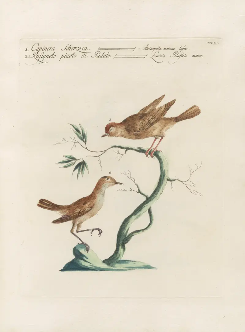 Ornithologia methodice digesta Pl.381 av Saverio Manetti