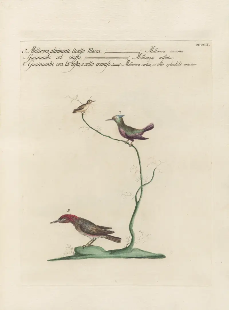 Ornithologia methodice digesta Pl.384 av Saverio Manetti
