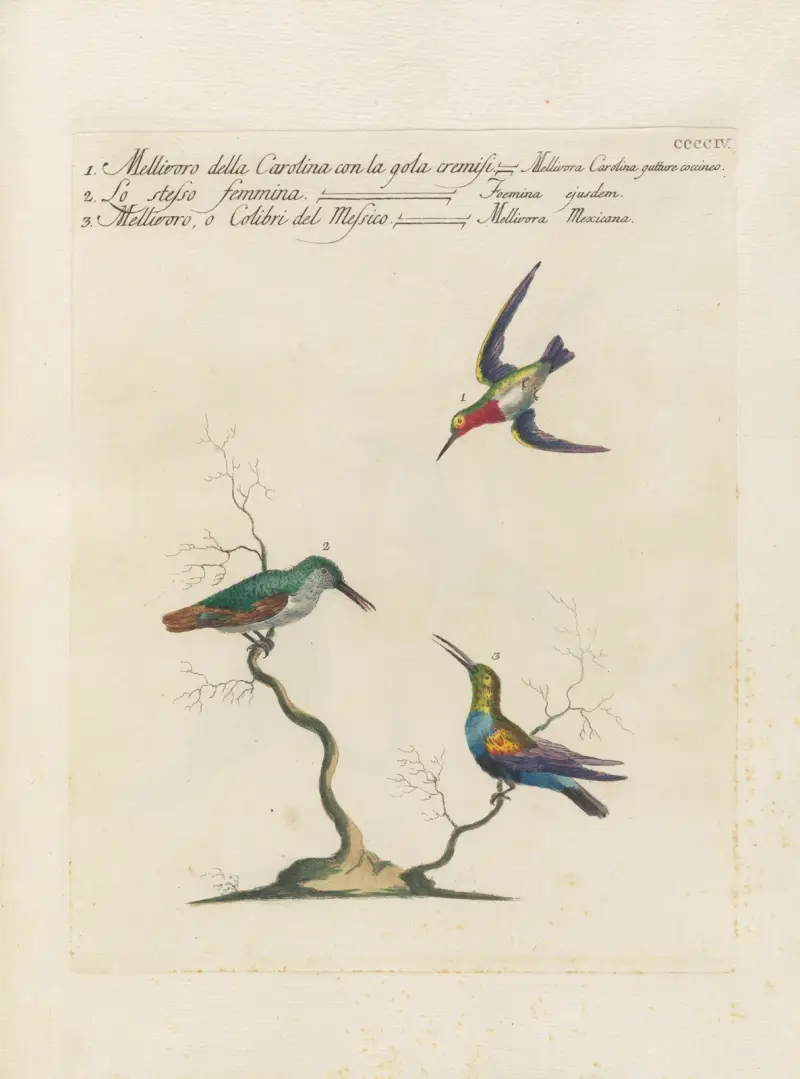 Ornithologia methodice digesta Pl.386 av Saverio Manetti