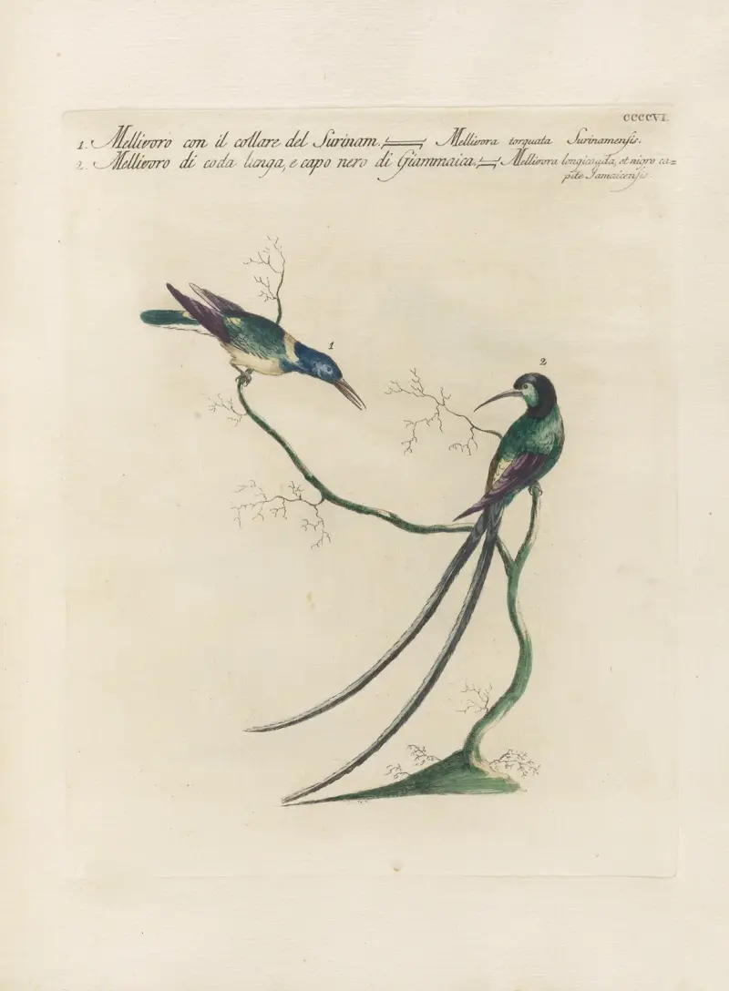 Ornithologia methodice digesta Pl.388 av Saverio Manetti