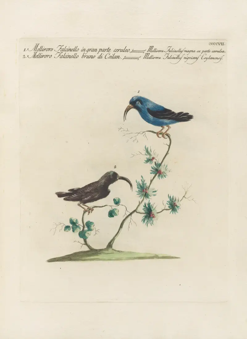 Ornithologia methodice digesta Pl.389 av Saverio Manetti