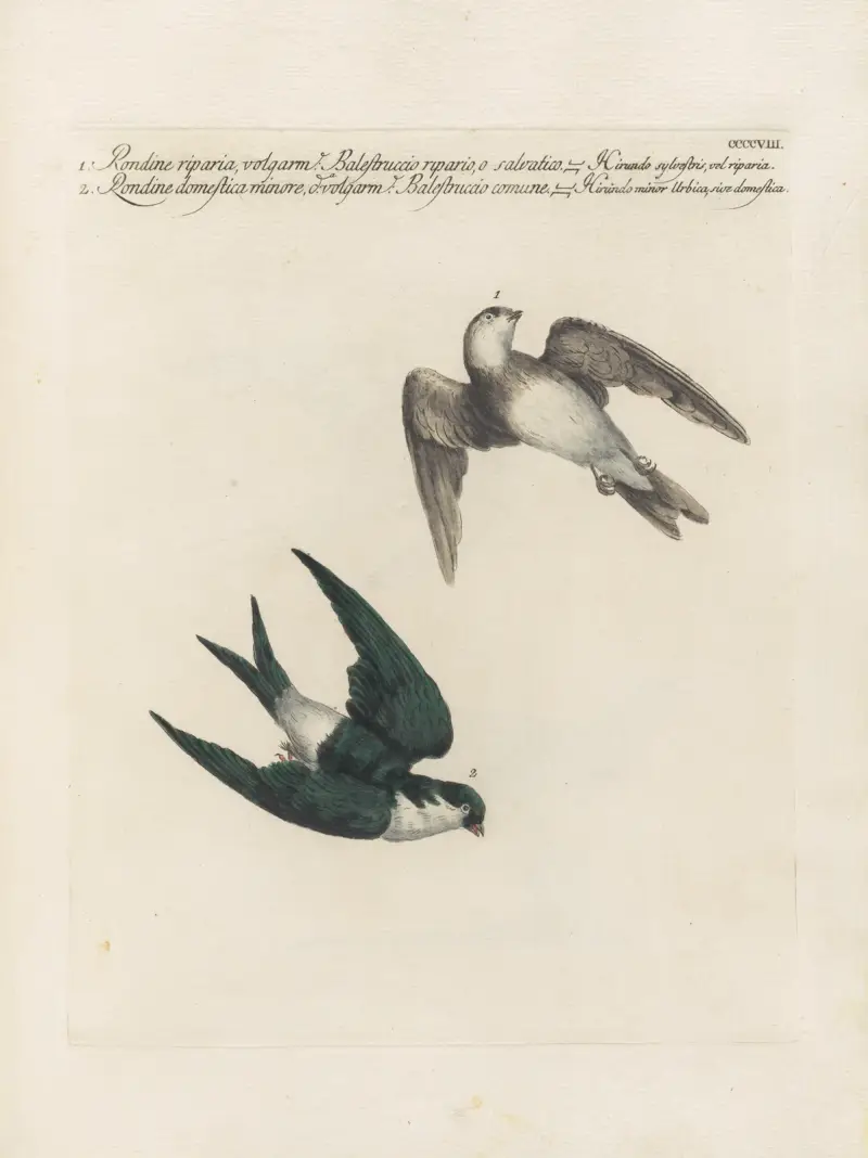 Ornithologia methodice digesta Pl.390 av Saverio Manetti