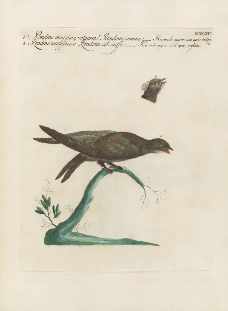 Ornithologia methodice digesta Pl.394 av Saverio Manetti