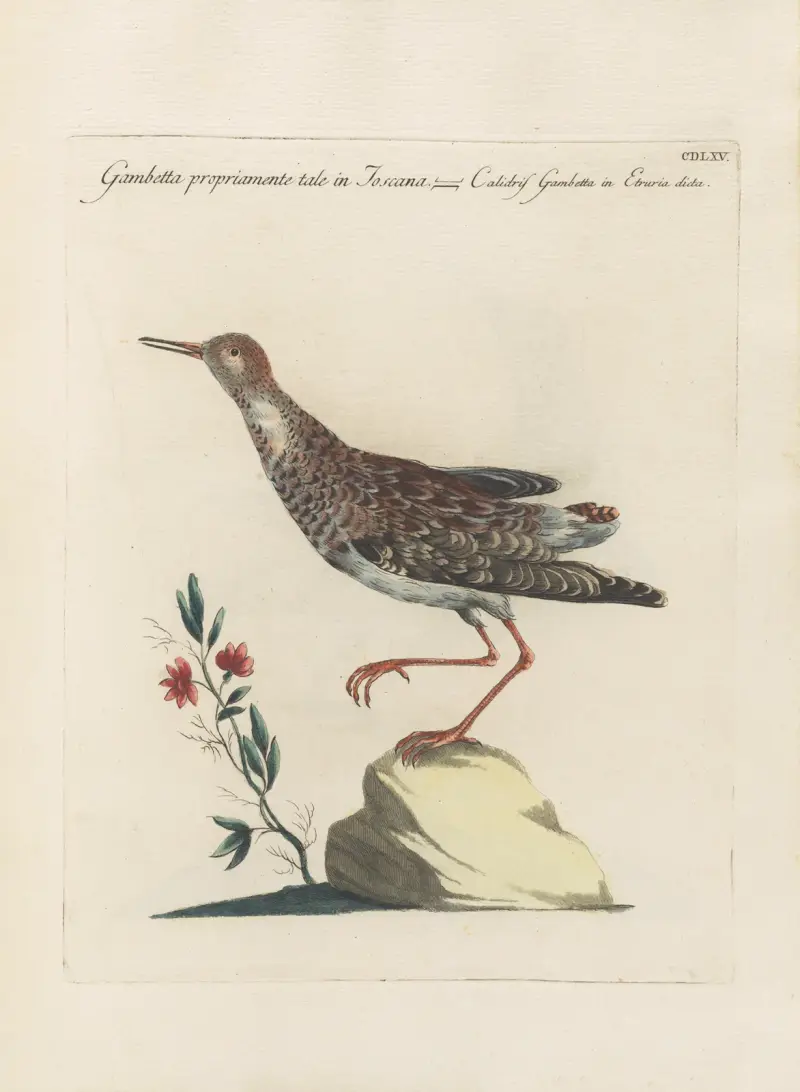 Ornithologia methodice digesta Pl.447 av Saverio Manetti