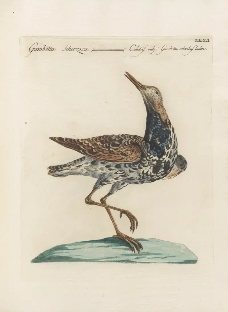 Ornithologia methodice digesta Pl.448 av Saverio Manetti