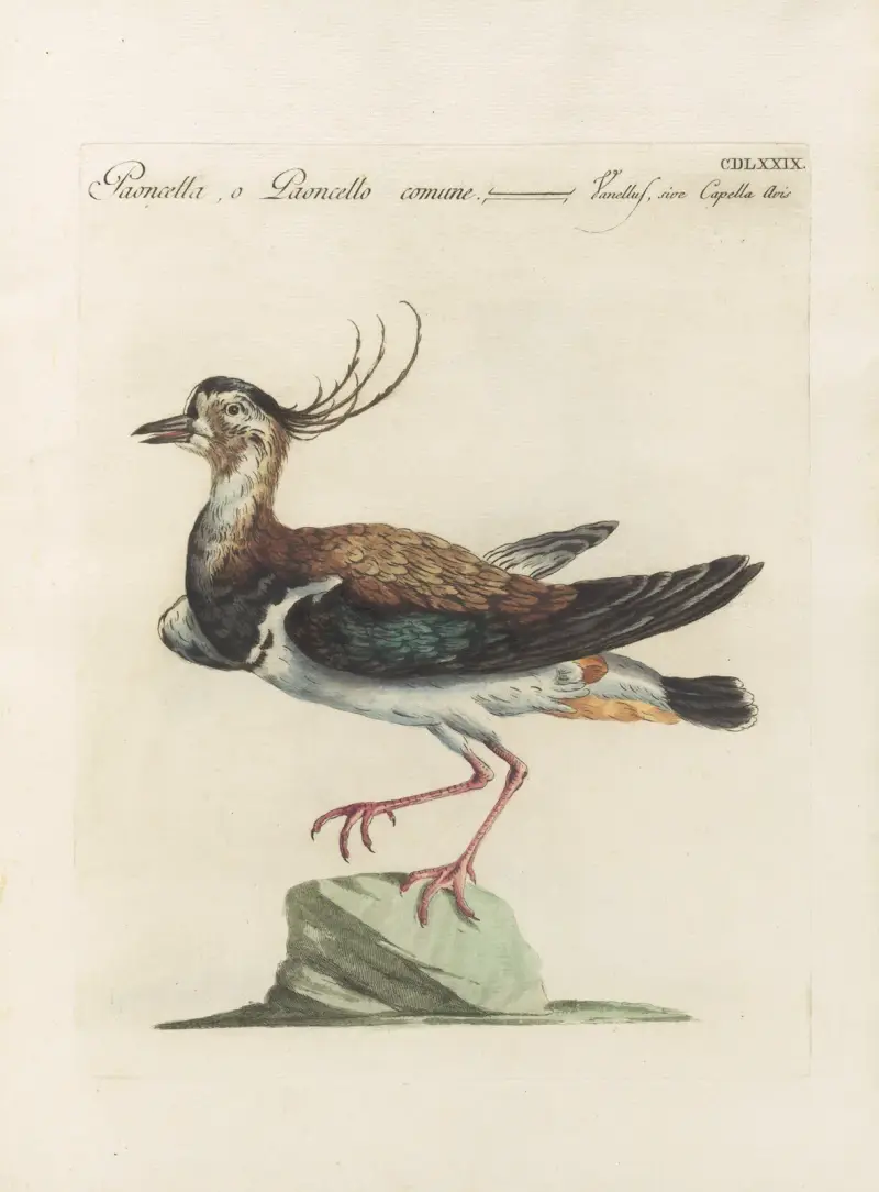 Ornithologia methodice digesta Pl.461 av Saverio Manetti