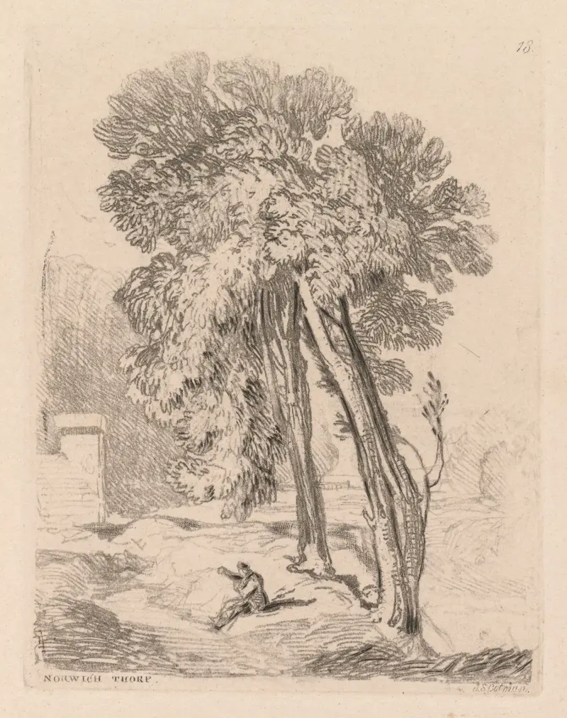 Trees at Norwich Thorp, Norfolk av John Sell Cotman