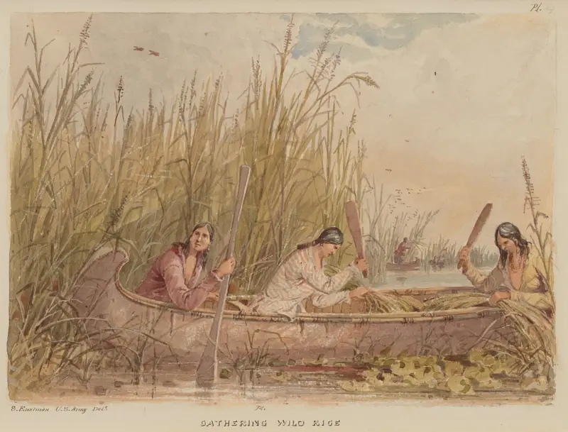 Zbieranie dzikiego ryżu, 1849, Seth Eastman