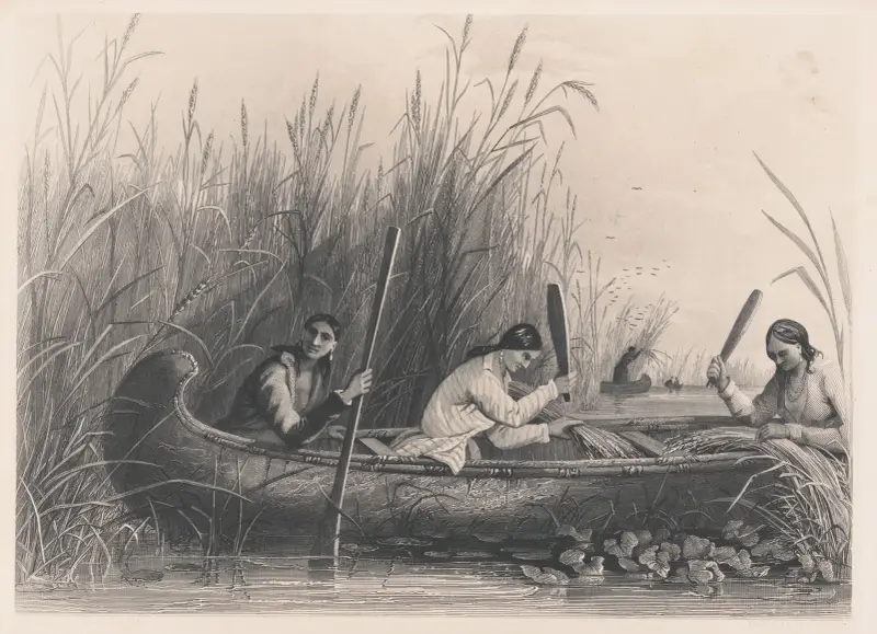 Wildreis-Sammeln, 1850 von Seth Eastman